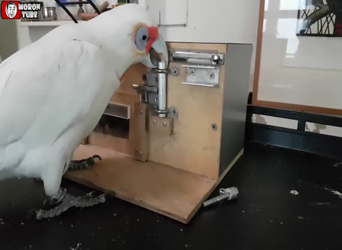 Video :This cockatoo can solve this puzzle box in only two minutes since he is extremely smart